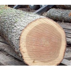 木材的識別方法之一篇