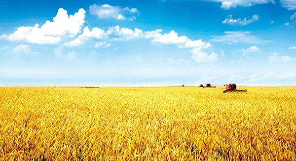 通過對產(chǎn)業(yè)鏈上游生產(chǎn)方式、生產(chǎn)力、生產(chǎn)關(guān)系進(jìn)行改造，最終實現(xiàn)降低生產(chǎn)成本、提高生產(chǎn)效率和產(chǎn)品品質(zhì)，提高農(nóng)民收入的目標(biāo)，這才是真正的農(nóng)業(yè)供給側(cè)改革。