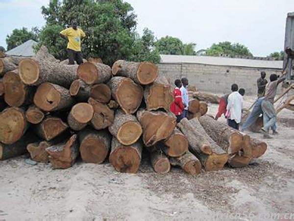 刺猬紫檀列入瀕危野生動(dòng)植物種名單，進(jìn)口需提供瀕危證書