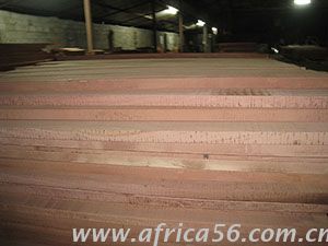 旭洲物流作為深耕非洲海運(yùn)22年的物流專(zhuān)家，擁有多年各類(lèi)貨物進(jìn)出口經(jīng)驗(yàn)，操作精煉，專(zhuān)業(yè)服務(wù)，為您全面梳理非洲花梨木進(jìn)口的注意事項(xiàng)