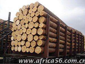旭洲物流作為深耕非洲海運(yùn)22年的物流專(zhuān)家，擁有多年各類(lèi)貨物進(jìn)出口經(jīng)驗(yàn)，操作精煉，專(zhuān)業(yè)服務(wù)，為您全面梳理非洲原木及板材進(jìn)口的注意事項(xiàng)