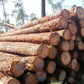 非洲原木及板材進(jìn)口須知
