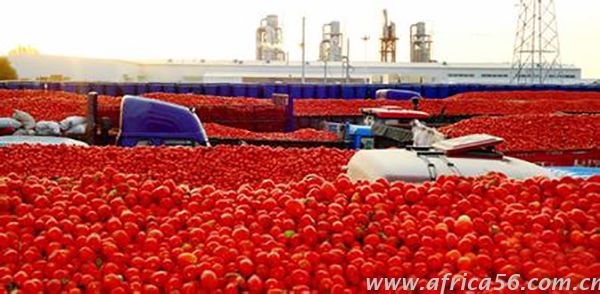 尼日利亞急需發(fā)展番茄加工產(chǎn)業(yè)