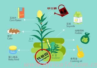 草甘膦致癌？歐盟限制使用！