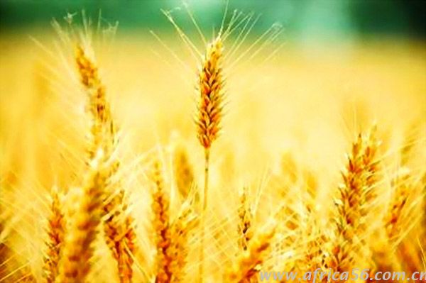 海關(guān)嚴(yán)厲打擊農(nóng)產(chǎn)品走私