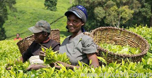 紅茶是肯尼亞的支柱產(chǎn)業(yè)