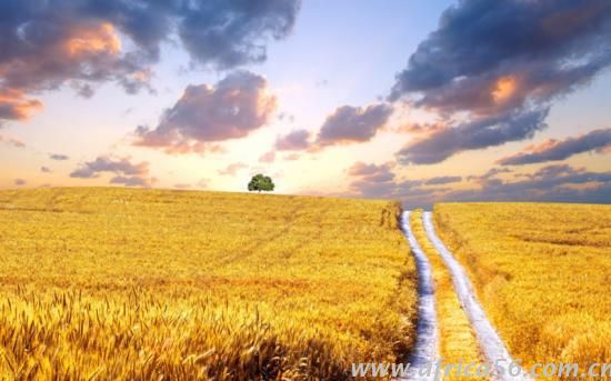 莠去津禁用，美國農(nóng)業(yè)將損失慘重