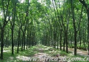 在非洲的中國天然橡膠產(chǎn)業(yè)