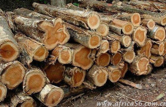 櫻桃木識(shí)別方法