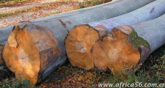 櫸木識(shí)別方法