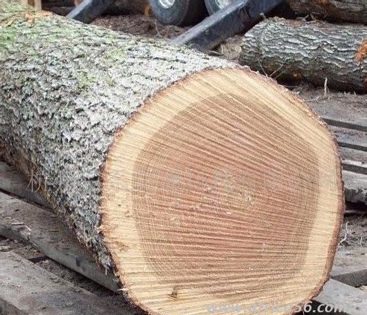 橡木識(shí)別方法