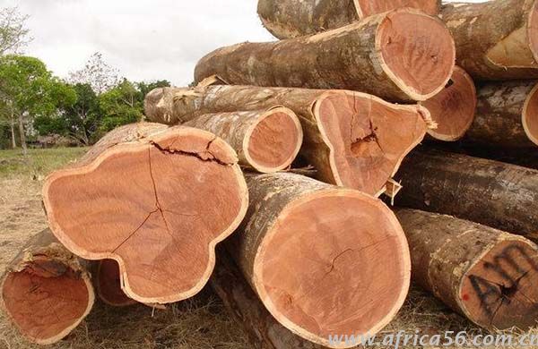 酸枝木識(shí)別方法