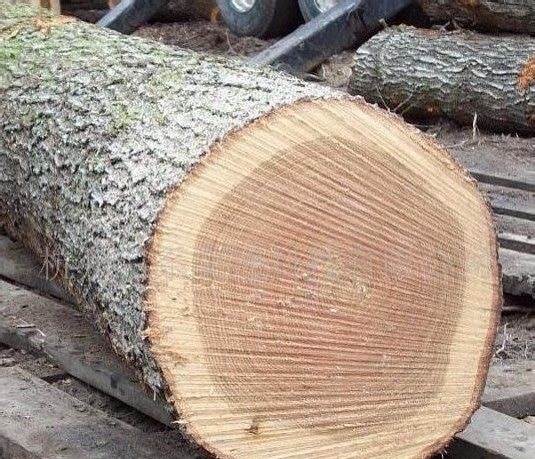 木材的識(shí)別方法之一篇