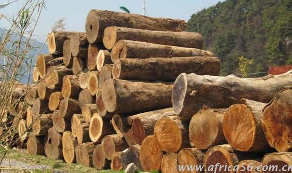 香樟木識別方法