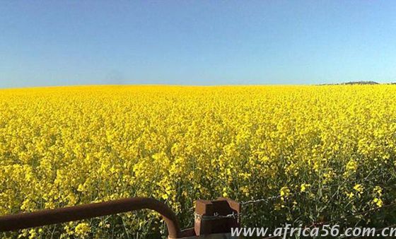 瑞士和歐盟唱反調(diào)，拒絕禁用草甘膦申請