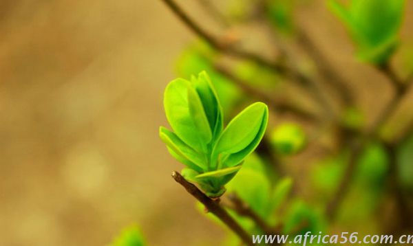  被收購(gòu)的APL越來(lái)越如魚(yú)得水