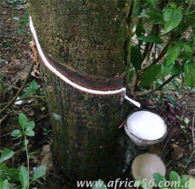 非洲海運(yùn)_國(guó)際貨代_旭洲物流分享尼日利亞商機(jī)，橡膠產(chǎn)業(yè)很賺錢