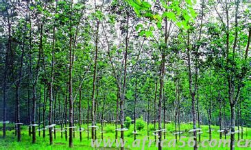 非洲海運(yùn)_國(guó)際貨代_旭洲物流分享尼日利亞商機(jī)，橡膠產(chǎn)業(yè)很賺錢