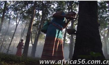 非洲海運(yùn)_國(guó)際貨代_旭洲物流分享尼日利亞商機(jī)，橡膠產(chǎn)業(yè)很賺錢