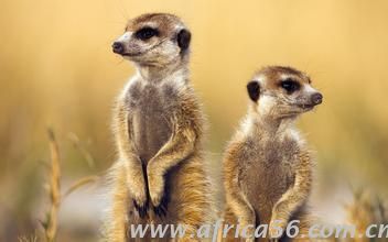 旭洲物流認為世界欠非洲一個公道，非洲不危險。