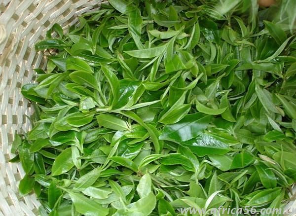 茶葉出口難題就找旭洲物流