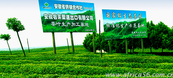 旭洲物流服務(wù)紅茶出口案例