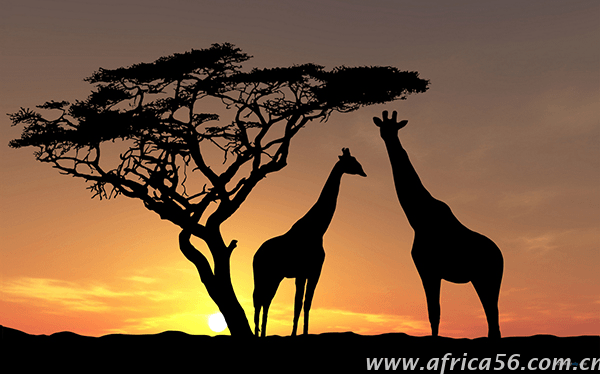 和南非客戶做生意，你需要注意這些_旭洲物流