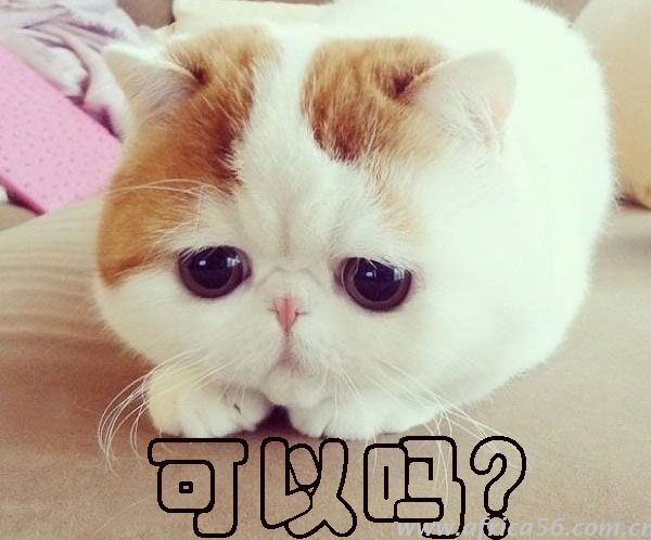 船長，我把提單丟了，你可以放貨給我嗎？_旭洲物流