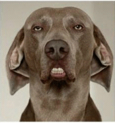 你曾說要混出個(gè)樣子，后來你成了這個(gè)狗樣子_旭洲物流