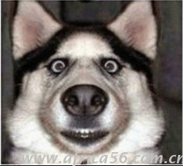 你曾說要混出個(gè)樣子，后來你成了這個(gè)狗樣子_旭洲物流