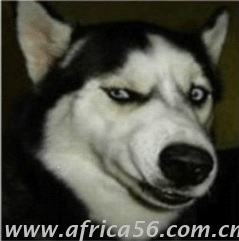 你曾說要混出個(gè)樣子，后來你成了這個(gè)狗樣子_旭洲物流