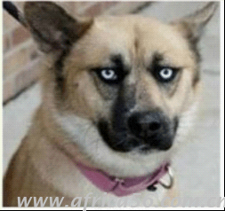 你曾說要混出個(gè)樣子，后來你成了這個(gè)狗樣子_旭洲物流