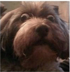 你曾說要混出個(gè)樣子，后來你成了這個(gè)狗樣子_旭洲物流