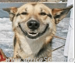 你曾說要混出個(gè)樣子，后來你成了這個(gè)狗樣子_旭洲物流