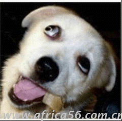 你曾說要混出個(gè)樣子，后來你成了這個(gè)狗樣子_旭洲物流