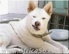 你曾說要混出個(gè)樣子，后來你成了這個(gè)狗樣子_旭洲物流