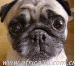 你曾說要混出個(gè)樣子，后來你成了這個(gè)狗樣子_旭洲物流