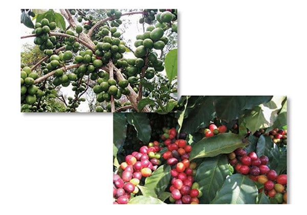 埃塞的商機(jī)在哪，哪些東西在埃塞才有市場(chǎng)？_旭洲物流