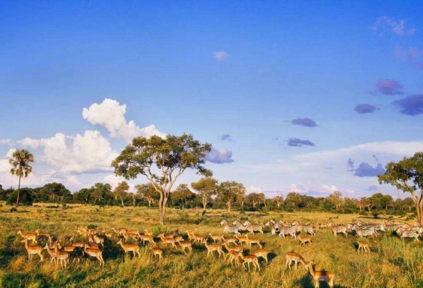 博茨瓦納出口市場(chǎng)詳細(xì)情況_非洲海運(yùn)_旭洲物流 博茨瓦納出口市場(chǎng)詳細(xì)情況_非洲海運(yùn)_旭洲物流