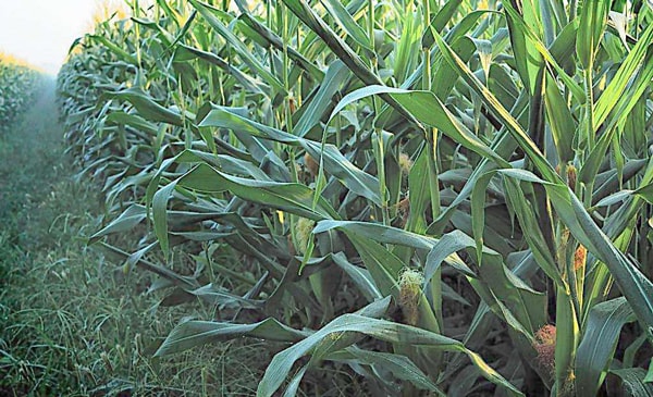 埃及進(jìn)口農(nóng)用化學(xué)品_非洲海運(yùn)_農(nóng)用化學(xué)品出口_旭洲物流