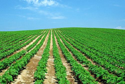 巴西草甘膦近況_出口農(nóng)藥_旭洲物流 巴西草甘膦近況_出口農(nóng)藥_旭洲物流