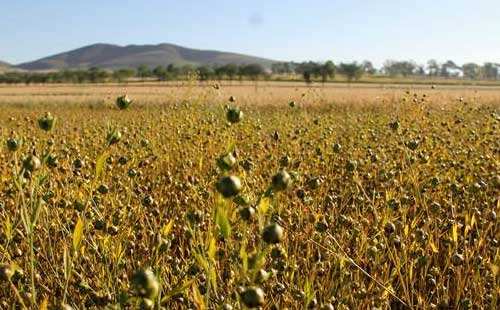農(nóng)藥登記注意事項(xiàng)_農(nóng)藥出口_非洲海運(yùn)_旭洲物流 農(nóng)藥登記注意事項(xiàng)_農(nóng)藥出口_非洲海運(yùn)_旭洲物流