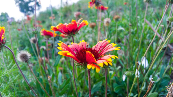 肯尼亞動物飼料_出口非洲_旭洲物流 