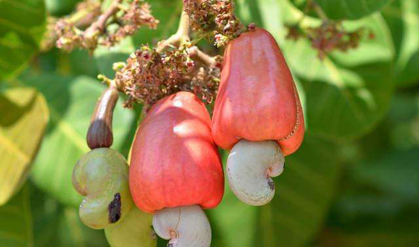 坦桑尼亞腰果市場近況_中非物流_旭洲物流 坦桑尼亞腰果市場近況_中非物流_旭洲物流