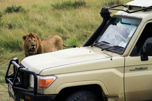 肯尼亞近期出口汽車相關(guān)資訊_非洲海運(yùn)_旭洲物流