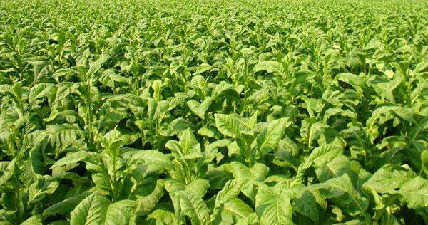 非洲哪個國家出口煙草_專業(yè)非洲貨代_旭洲物流