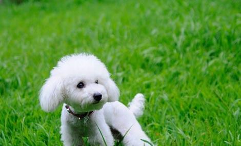 南非寵物市場(chǎng)_南非_旭洲物流 南非寵物市場(chǎng)_南非_旭洲物流