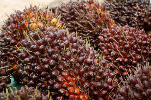 喀麥隆棕櫚油生產(chǎn)情況_非洲物流_上海旭洲