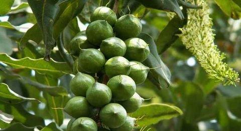 津巴布韋夏威夷果市場_非洲物流_上海旭洲