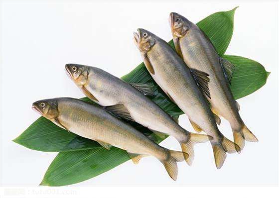 尼日利亞魚類養(yǎng)殖_非洲物流_上海旭洲 尼日利亞魚類養(yǎng)殖_非洲物流_上海旭洲